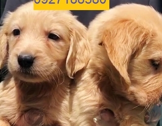 فروش توله سگ گلدن استاندارد