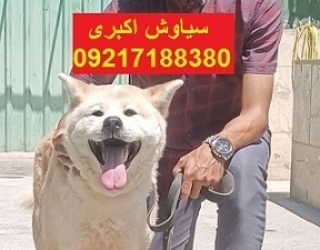 توله سگ نژاد آکیتا (ژاپنی و آمریکایی)
