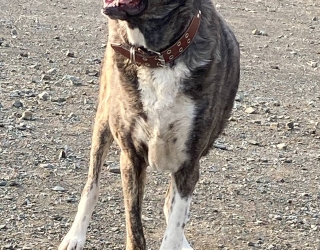 photo_2025-11-07_22-50-40 سگ گمشده