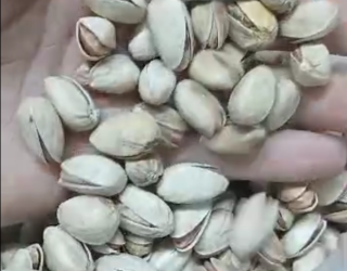 Screenshot (29) پسته احمدی