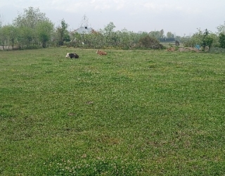 6000متر زمین+یک خانه ویلایی100متری