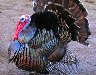 IMG_2383 فروش بوقلمون