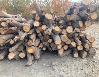 قیمت چوب هیزمی