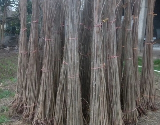 Screenshot_۲۰۲۴۱۰۲۹_۱۶۳۳۳۲_Instagram