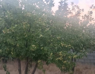 فروش باغ دارلین سپیدان فارس