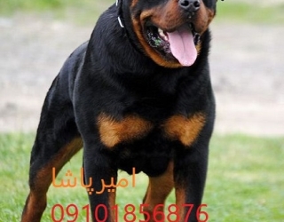 🐕🦺 روتوایلر اصیل اروپایی و آمریکایی — واکسینه ✅ آموزش دیده 🎯 قرارداد رسمی 📜 — تنها مجموعه مجوزد
