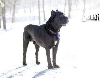 Cane-Corso