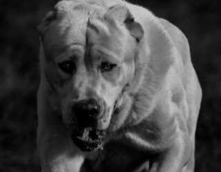 d9702ac6e0cd3ccb7aff901259d4c89a خرید و فروش انواع نژاد های سگ های گارد و نگهبان