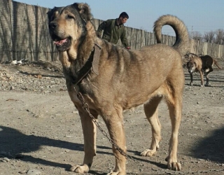 5-طبیعت_روستای_صومعه_ملکشاه_سگ_سراب