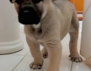 PersianSarabiDogPuppyArrazIran1MonthOld