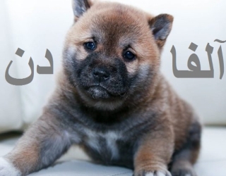 عرضه و ارسال توله سرابی ماده از نسل وارداتی