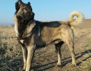 sarabidog_28033753431547280