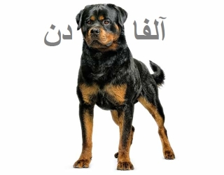 خرید و فروش سگ روتوایلر اصیل (پوزه دلقکی ، پوزه مکعبی )