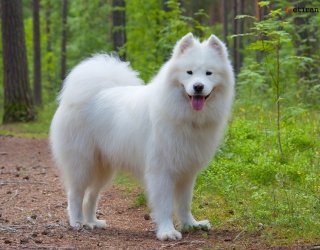 عرضه و ارسال فوری سگ ساموئید اصیل