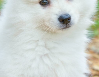 Samoyed-Breed-Guide-1