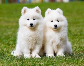 samoyed-two-puppies-grass-201760029-174fde5c0d28486db127a9dff5d2223e