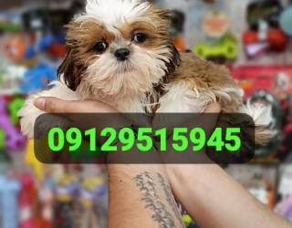 سگ شیتزو سوپر فلت سایز تیکاپ