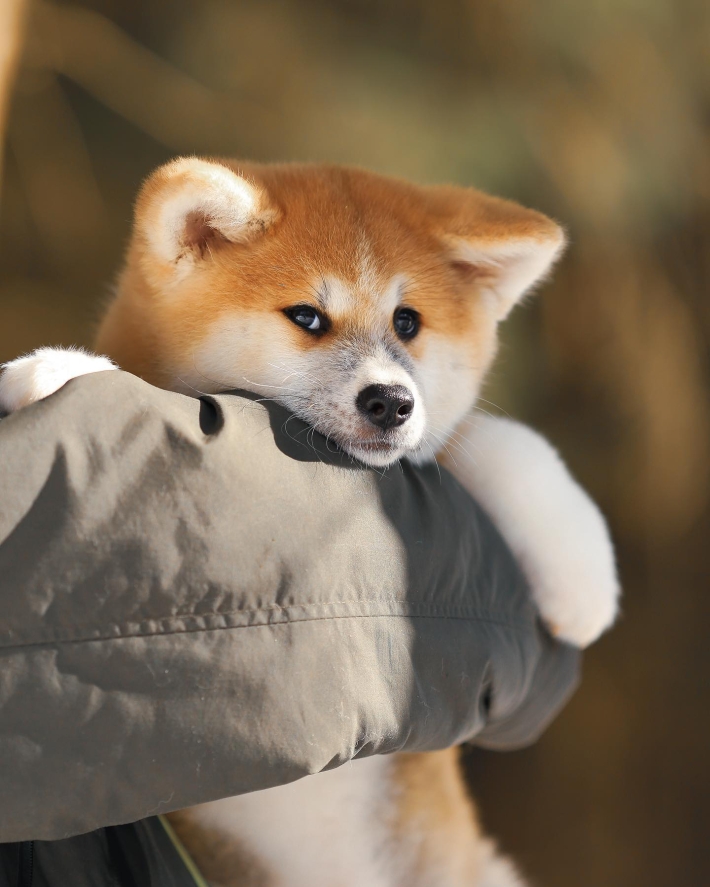 عرضه و ارسال فوری سگ آکیتا ژاپنی( سگ پشمالو)