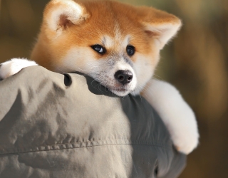 عرضه و ارسال فوری سگ آکیتا ژاپنی( سگ پشمالو)