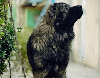 خرید و فروش سگ قفقازی وارداتی