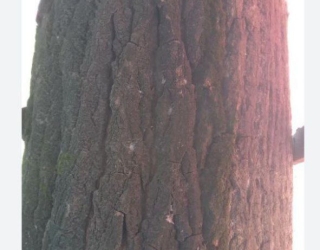 نهال صنوبر اصلاح شده سریع رشد 