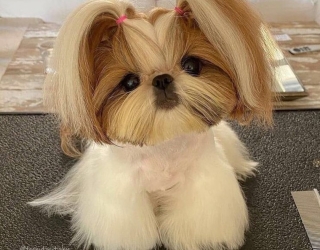 فروش سگ شیتزو مینیاتوری ارزان قیمت