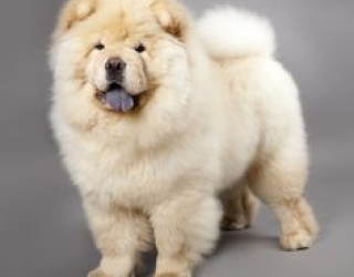 عرضه و ارسال یکروزه سگ چاوچاو پوزه فلت