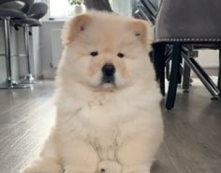 2f2ee87bac2ad142e9697a090df0ddf0