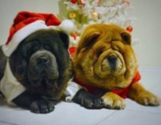 39b5717c2cacad187f3ce9c1f4877c69