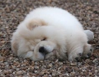 6a271cd0c8782a06801440b7558d39fb