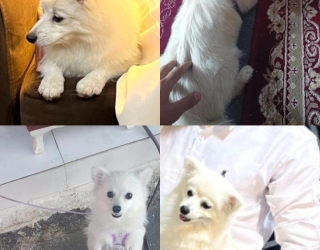 سگ پامر خرسی بازیگوش