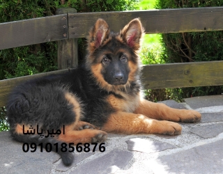 توله ژرمن اصیل در محمدشهر