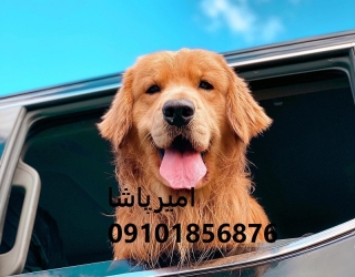 فروش توله گلدن رتریورِ اصیل در محمدشهر