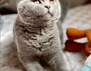 IMG_3240 نگهداری از پت شما در منزل