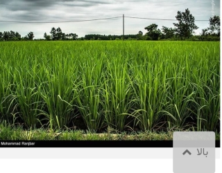 1000084132 فروش زمین کشاورزی