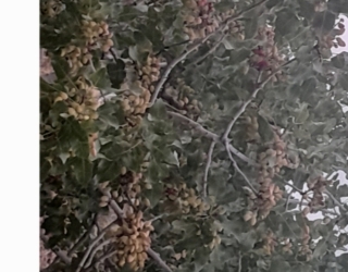 فروش باغ پسته در سروستان 