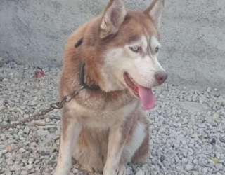 سگ هاسکی به قیمت عقیم