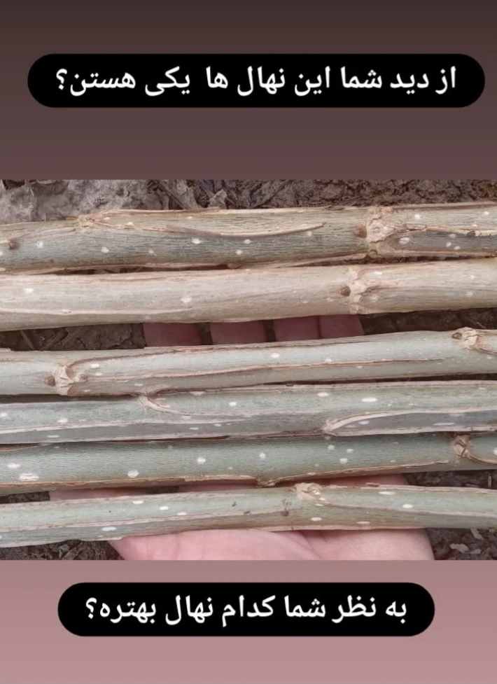 نهال صنوبر اصلاح شده صادق نجفی 