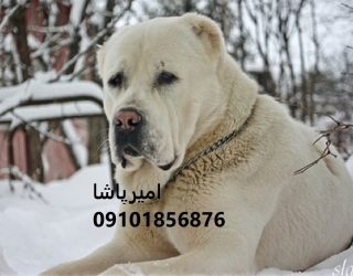 فروش آلابای اصیل ترکمن — نگهبانِ غول‌پیکرِ در محمدشهر