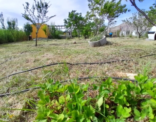 باغچه ی خانوادگی زیبا