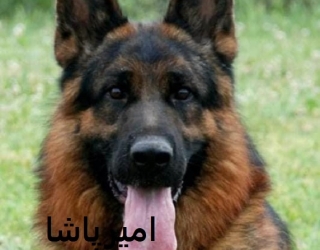 عرضه و فروش رسمی سگ نژاد ژرمن شپرد در محمدشهر
