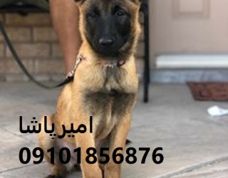 عرضه و فروش رسمی سگ نژاد مالینویز — اصیل، واکسینه و آموزش‌دیده