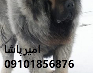 فروش قفقازیِ — نگهبانِ غول‌پیکرِ مزرعه و ویلا، با قلبی وفادار در محمدشهر