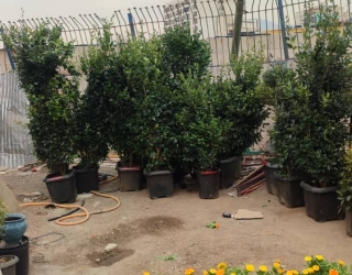 IMG-20251124-WA0027 انجام خدمات باغبانی در ولنجک