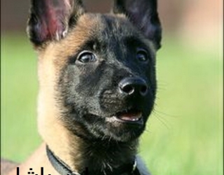 فروش مالینویزِ آماده عملیاتی در محمدشهر