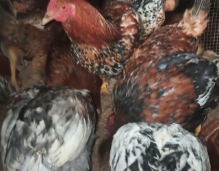 مرغ خروس جوان