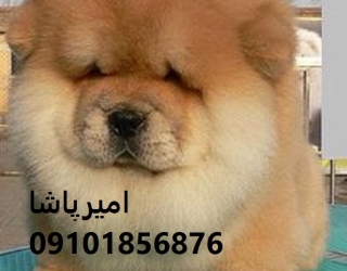 05aa288705559dff7b8524b8f5322419 توله چاوچاوِ با چینهای باشکوه، قلبی مهربان و شخصیتی مستقل در محمدشهر