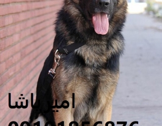 0ecedcc96116d308b33063f23bee23c8 توله ژرمن شپردِ ما هم گاردِ خونه، هم دوستِ بچهها،در محمدشهر