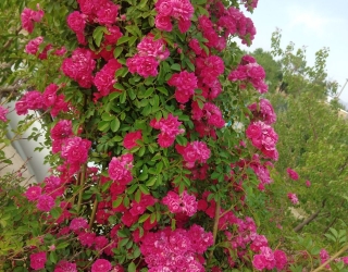 IMG_20251228_144717_797