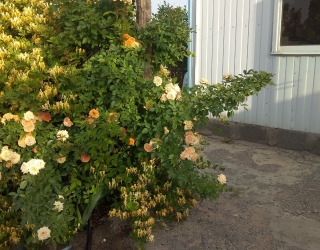 IMG_20251228_144731_235